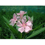 Nerium oleander