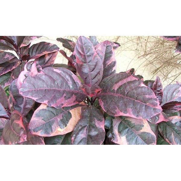 Eranthemum Atropurpureum, Purple False Eranthemum 30 – 40cm