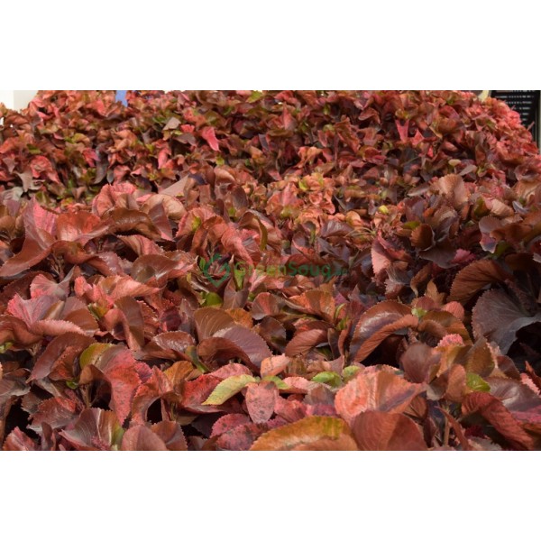 Acalypha wilkesiana “Copper Leaf” 30 – 40cm