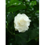 Tabernaemontana divaricata, crape jasmine