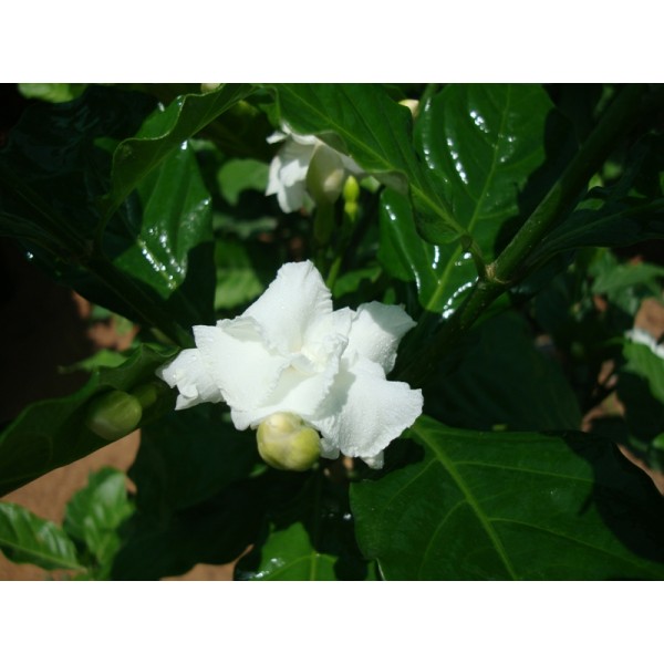 Tabernaemontana divaricata, crape jasmine