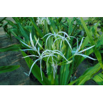 Crinum asiaticum “Spider lily or Seashore lily”