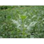 Atriplex halimus Or Salt Bush