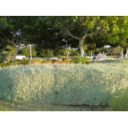 Atriplex halimus Or Salt Bush