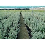 Leucophyllum frutescens “Texas Sage”
