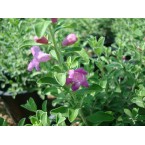 Leucophyllum frutescens “Texas Sage”