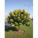 Cassia surattensis “Scrambled Egg Plant”