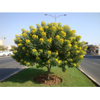 Cassia surattensis “Scrambled Egg Plant”