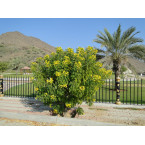 Cassia surattensis “Scrambled Egg Plant”