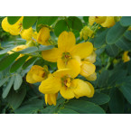 Cassia surattensis “Scrambled Egg Plant”