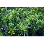 Codiaeum variegatum (Croton outdoor mix)