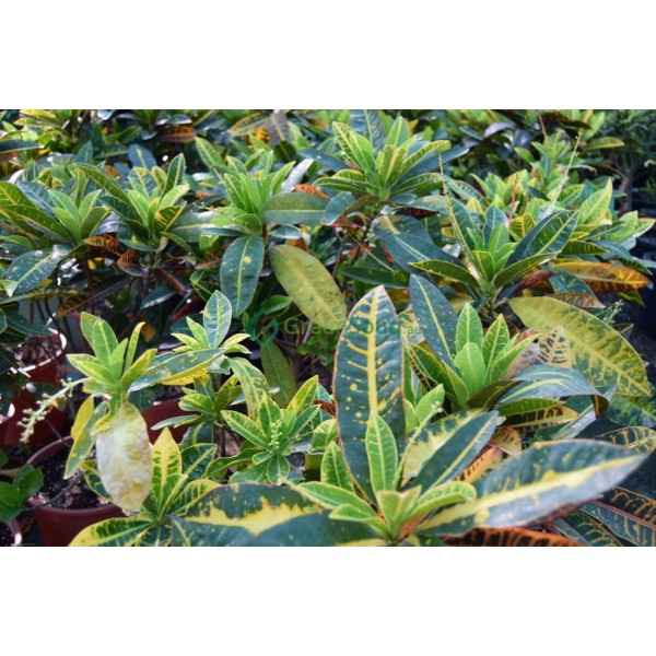 Codiaeum variegatum (Croton outdoor mix)