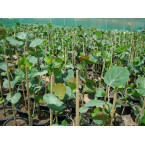 Coccoloba uvifera or Sea Grape 1.0 – 1.5m