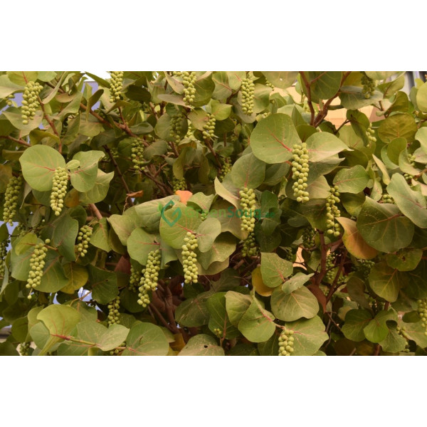 Coccoloba uvifera or Sea Grape 1.0 – 1.5m