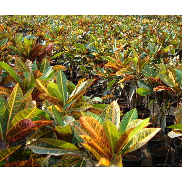 Codiaeum Variegatum Croton “garden Croton”