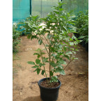 Cestrum diurnum or Day King