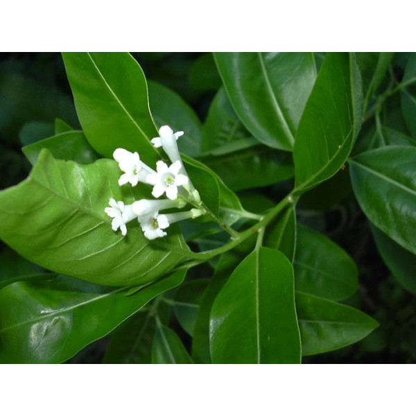 Cestrum Diurnum Or Day King