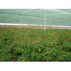 Hamelia patens “Fire Bush”