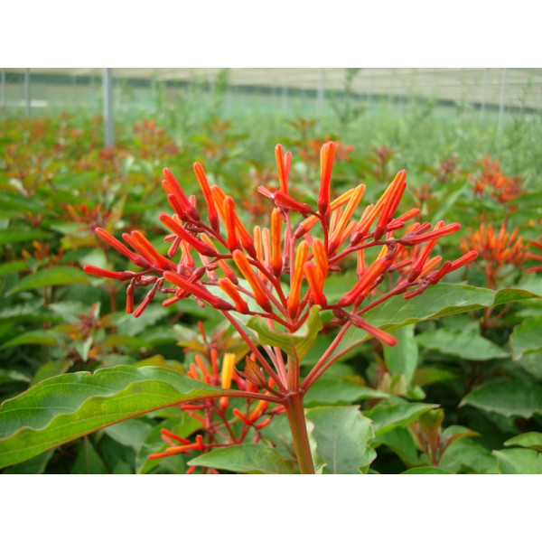 Hamelia Patens “fire Bush”