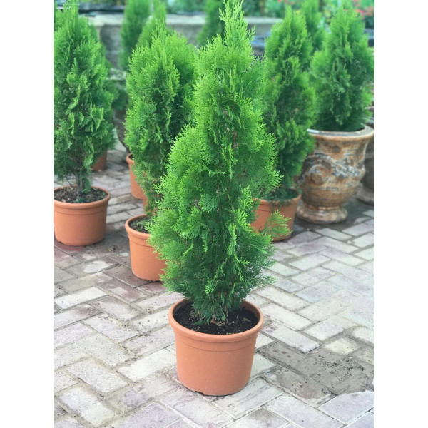 Thuja Orientalis 80 – 100cm