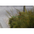 Russelia equisetiformis (Coral Plant, Firecracker Plant)