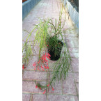 Russelia equisetiformis (Coral Plant, Firecracker Plant)