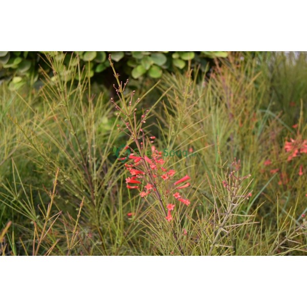 Russelia equisetiformis (Coral Plant, Firecracker Plant)