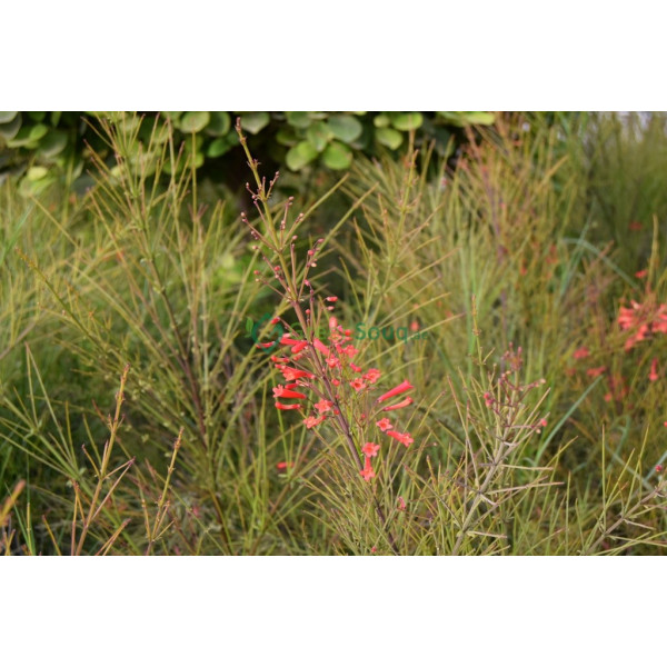 Russelia Equisetiformis (coral Plant, Firecracke..