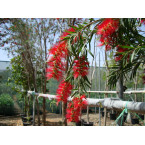 Callistemon viminalis or Bottle Brush
