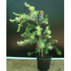 Callistemon viminalis or Bottle Brush