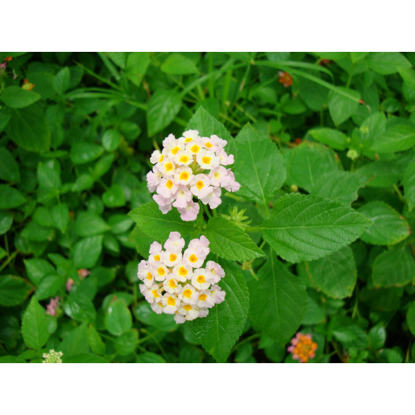 Lantana Camara “pink”