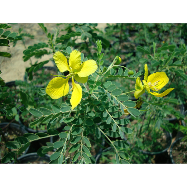 Cassia bicapsularis “Butterfly bush”