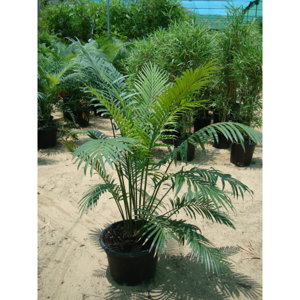 Cycas Circinalis “Queen Sago”