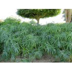 Cyperus alternifolius “Umbrella Sedge”
