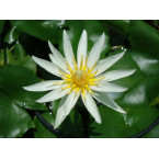 Nelumbo nucifera or Sacred Lotus