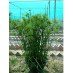 Cyperus haspan or dwarf Cyperus