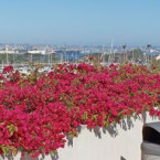 Bougainvillea Spectabilis “Great Bougainvillea” 70 – 90cm