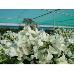 Bougainvillea glabra “White” 60 – 80cm