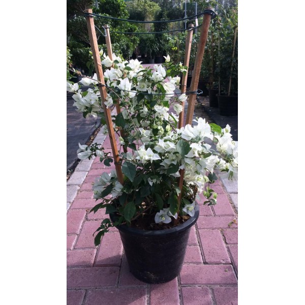 Bougainvillea glabra “White” 60 – 80cm