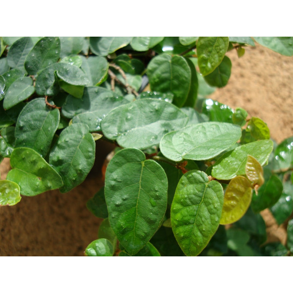 Ficus pumila or Climbing fig