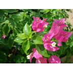 Bougainvillea spectabilis Pink 70 to 90 cm