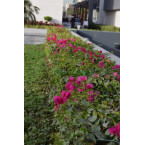 Bougainvillea spectabilis Pink 70 to 90 cm