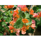 Bougainvillea spectabilis Orange 70 – 90cm Height