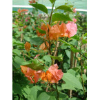 Bougainvillea spectabilis Orange 70 – 90cm Height