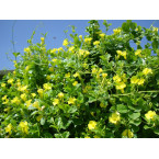 Mandevilla splendens Or Yellow Bell Climber 60 – 80cm