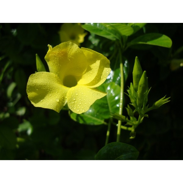 Mandevilla splendens Or Yellow Bell Climber 60 – 80cm