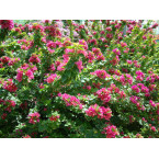 Bougainvillea ‘Pink Pixie’ 50 – 70cm