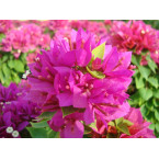 Bougainvillea ‘Pink Pixie’ 50 – 70cm
