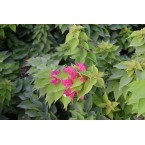 Bougainvillea ‘Pink Pixie’ 50 – 70cm