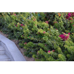 Bougainvillea ‘Pink Pixie’ 50 – 70cm